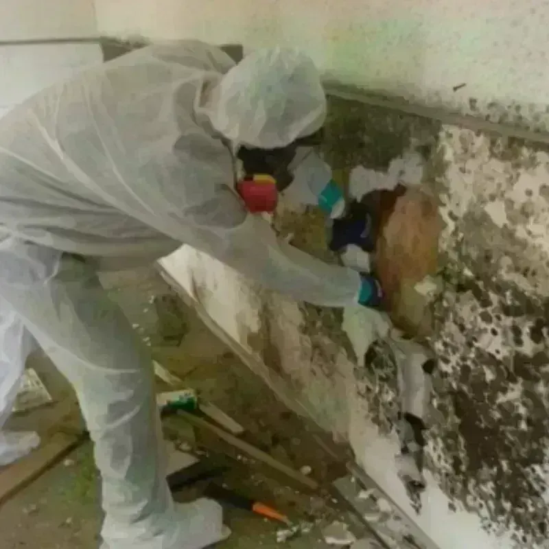 Mold Remediation and Removal in Morada, CA